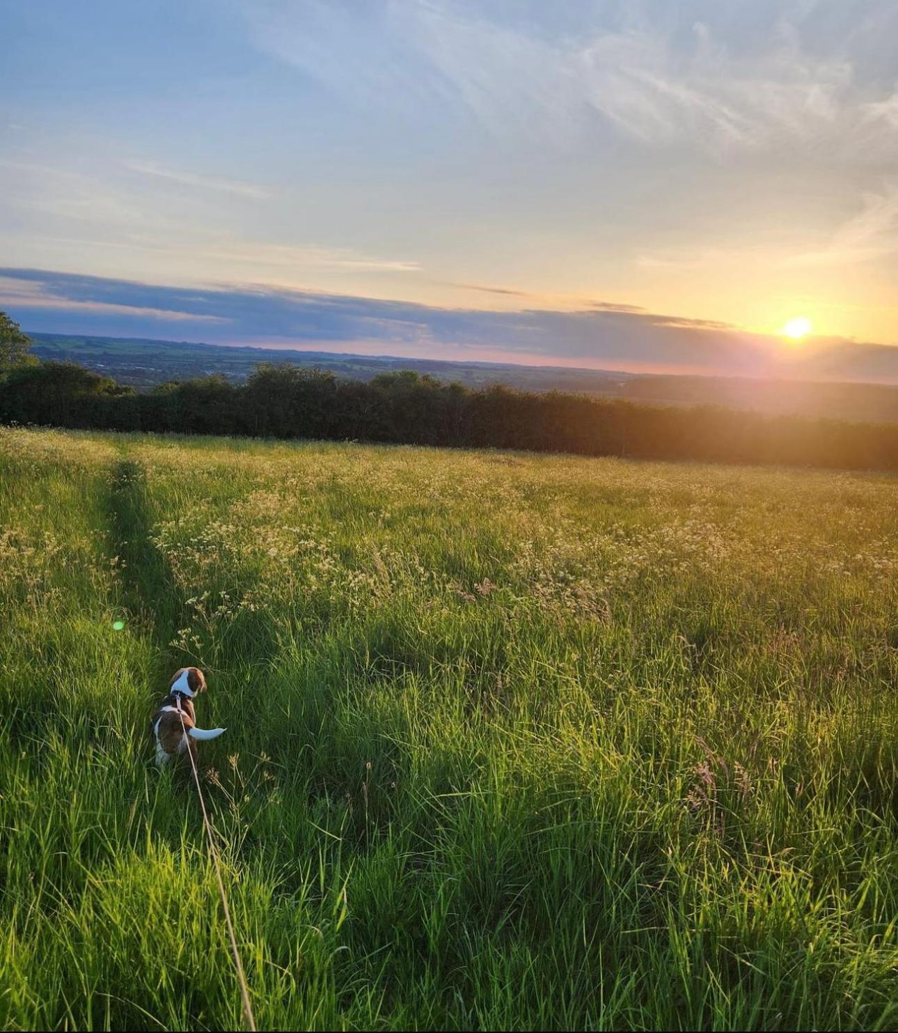 Eagle Cottage - Charming Cotswolds Getaway, Dog Friendly Wyck Rissington Esterno foto